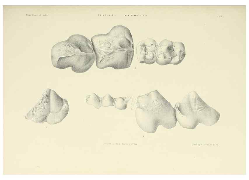 Reproducción/Reproduction 49497966628: Indian Tertiary and post Tertiary Vertebrata.. Calcutta :Geological Survey Office [etc., etc.],1874-1902.. 