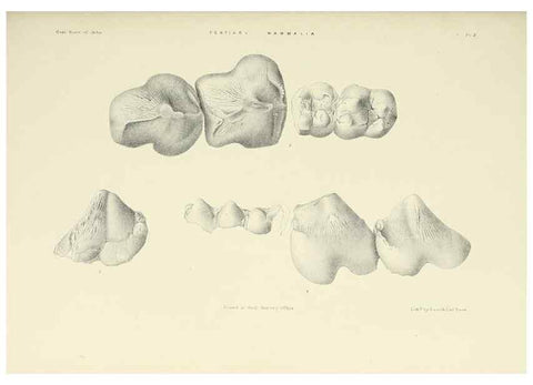 Reproducción/Reproduction 49497966628: Indian Tertiary and post Tertiary Vertebrata.. Calcutta :Geological Survey Office [etc., etc.],1874-1902.. 