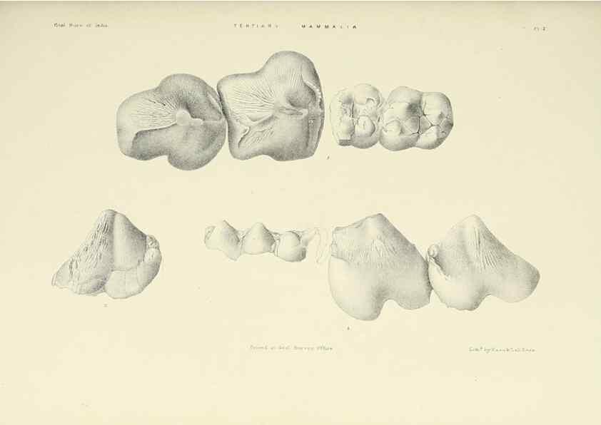 Reproducción/Reproduction 49497966628: Indian Tertiary and post Tertiary Vertebrata.. Calcutta :Geological Survey Office [etc., etc.],1874-1902.. 