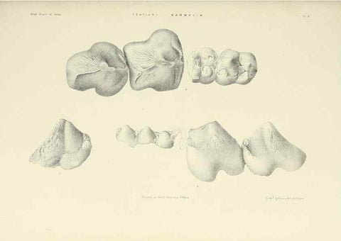 Reproducción/Reproduction 49497966628: Indian Tertiary and post Tertiary Vertebrata.. Calcutta :Geological Survey Office [etc., etc.],1874-1902.. 