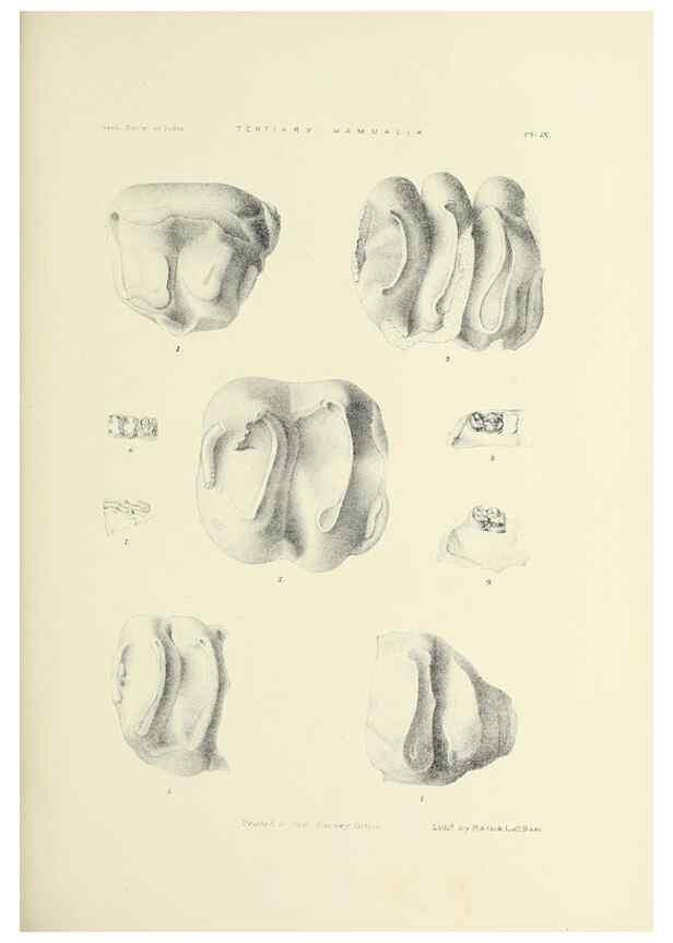 Reproducción/Reproduction 49498462166: Indian Tertiary and post Tertiary Vertebrata.. Calcutta :Geological Survey Office [etc., etc.],1874-1902.. 
