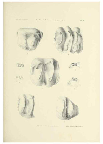 Reproducción/Reproduction 49498462166: Indian Tertiary and post Tertiary Vertebrata.. Calcutta :Geological Survey Office [etc., etc.],1874-1902.. 