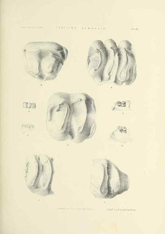 Reproducción/Reproduction 49498462166: Indian Tertiary and post Tertiary Vertebrata.. Calcutta :Geological Survey Office [etc., etc.],1874-1902.. 
