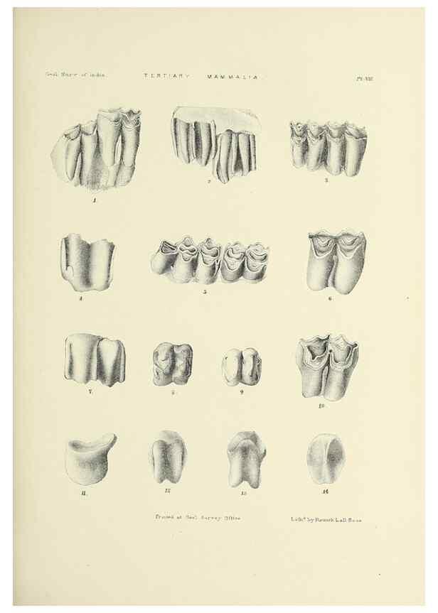 Reproducción/Reproduction 49498688372: Indian Tertiary and post Tertiary Vertebrata.. Calcutta :Geological Survey Office [etc., etc.],1874-1902.. 