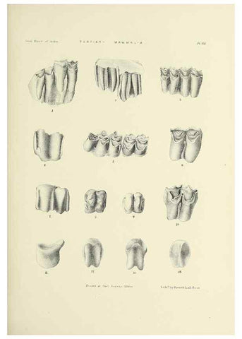 Reproducción/Reproduction 49498688372: Indian Tertiary and post Tertiary Vertebrata.. Calcutta :Geological Survey Office [etc., etc.],1874-1902.. 
