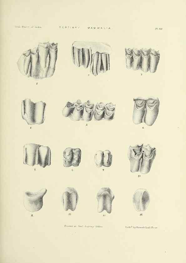 Reproducción/Reproduction 49498688372: Indian Tertiary and post Tertiary Vertebrata.. Calcutta :Geological Survey Office [etc., etc.],1874-1902.. 