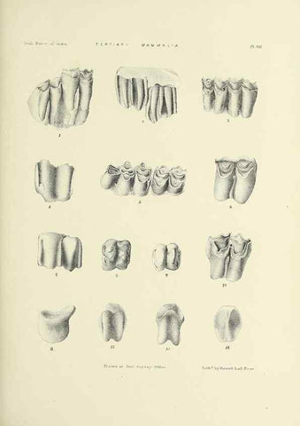 Reproducción/Reproduction 49498688372: Indian Tertiary and post Tertiary Vertebrata.. Calcutta :Geological Survey Office [etc., etc.],1874-1902.. 