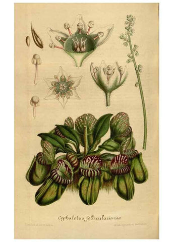Reproducción/Reproduction 49492350231: Flore des serres et des jardins de l'Europe. A Gand :chez Louis van Houtte, eÌditeur,1845-1880.. 