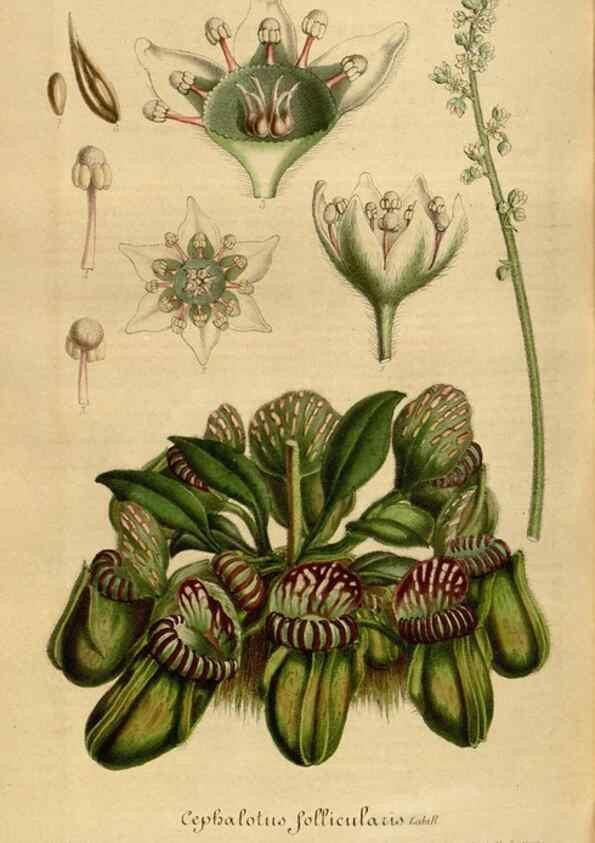 Reproducción/Reproduction 49492350231: Flore des serres et des jardins de l'Europe. A Gand :chez Louis van Houtte, eÌditeur,1845-1880.. 