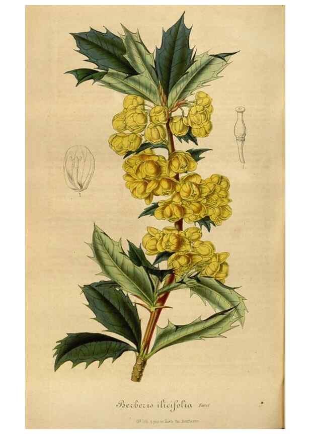 Reproducción/Reproduction 49492560292: Flore des serres et des jardins de l'Europe. A Gand :chez Louis van Houtte, eÌditeur,1845-1880.. 