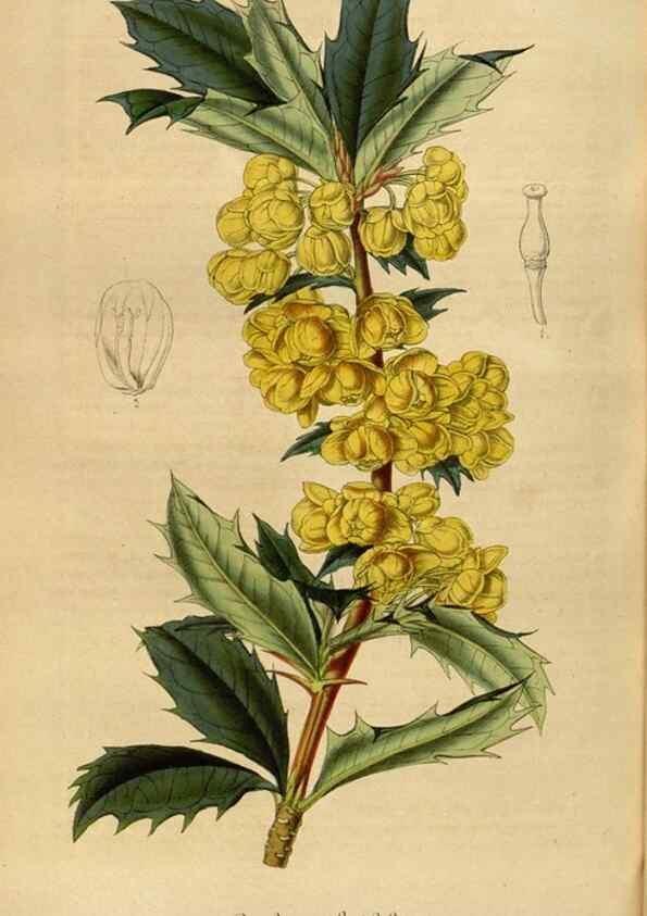 Reproducción/Reproduction 49492560292: Flore des serres et des jardins de l'Europe. A Gand :chez Louis van Houtte, eÌditeur,1845-1880.. 