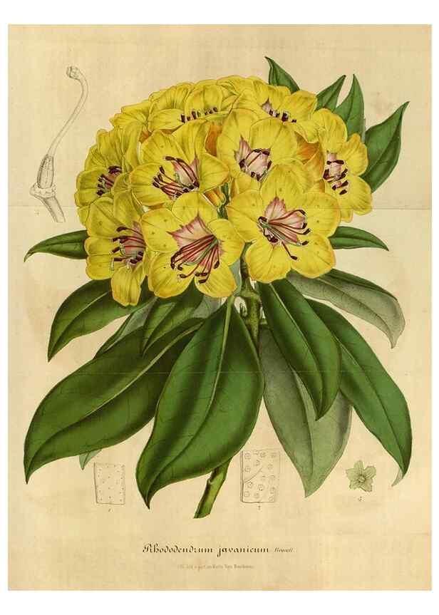 Reproducción/Reproduction 49491849273: Flore des serres et des jardins de l'Europe. A Gand :chez Louis van Houtte, eÌditeur,1845-1880.. 