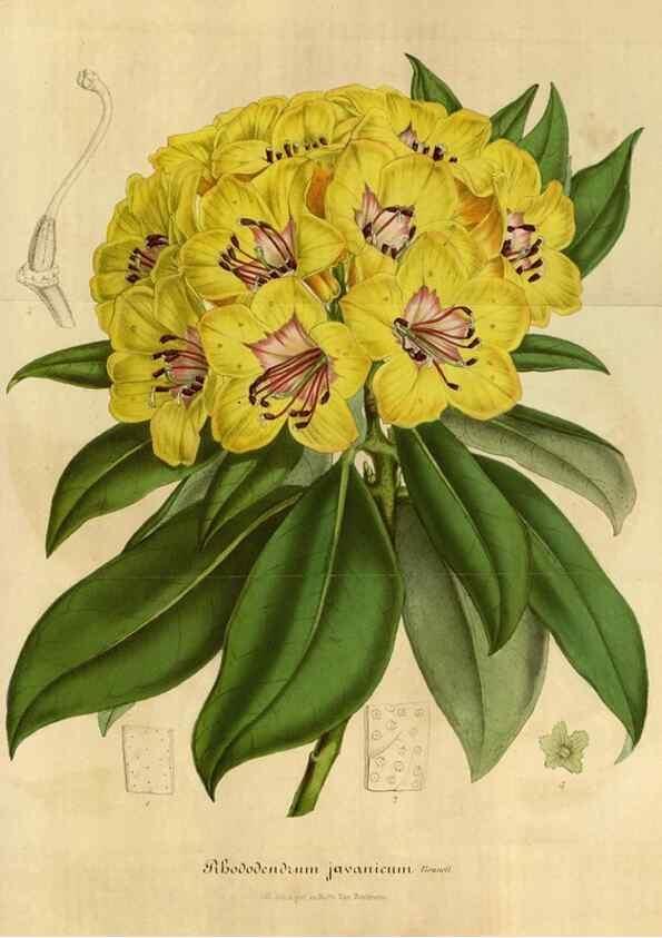Reproducción/Reproduction 49491849273: Flore des serres et des jardins de l'Europe. A Gand :chez Louis van Houtte, eÌditeur,1845-1880.. 