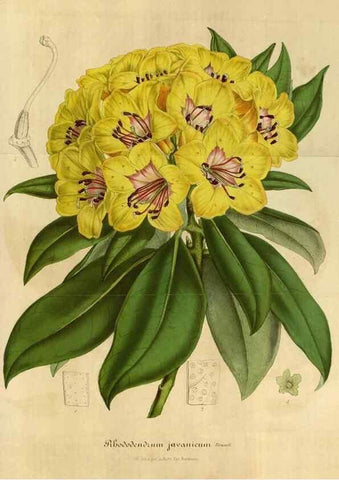Reproducción/Reproduction 49491849273: Flore des serres et des jardins de l'Europe. A Gand :chez Louis van Houtte, eÌditeur,1845-1880.. 