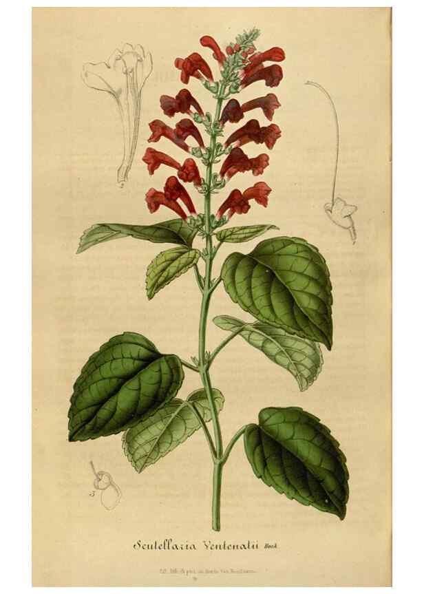 Reproducción/Reproduction 49492351076: Flore des serres et des jardins de l'Europe. A Gand :chez Louis van Houtte, eÌditeur,1845-1880.. 