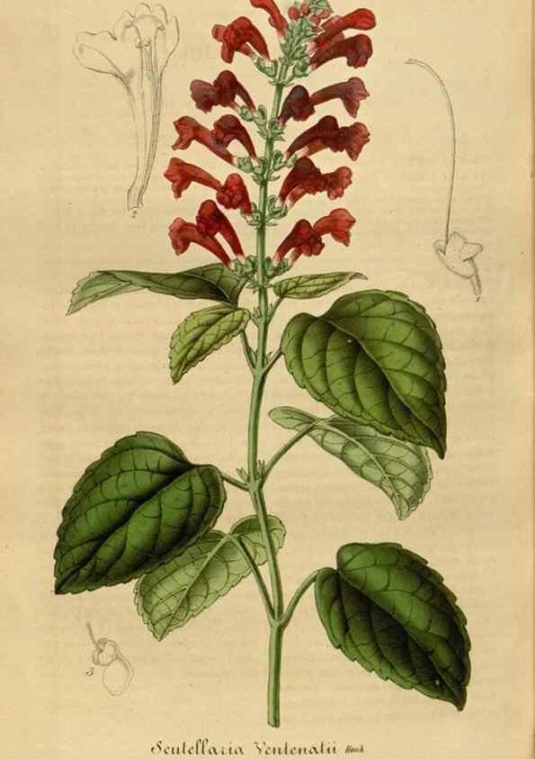 Reproducción/Reproduction 49492351076: Flore des serres et des jardins de l'Europe. A Gand :chez Louis van Houtte, eÌditeur,1845-1880.. 