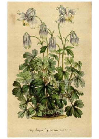 Reproducción/Reproduction 49491849868: Flore des serres et des jardins de l'Europe. A Gand :chez Louis van Houtte, eÌditeur,1845-1880.. 