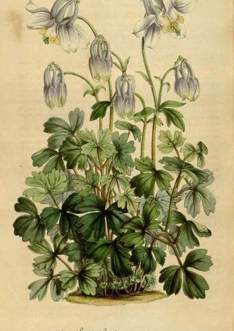 Reproducción/Reproduction 49491849868: Flore des serres et des jardins de l'Europe. A Gand :chez Louis van Houtte, eÌditeur,1845-1880.. 