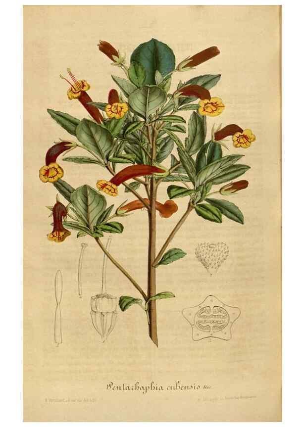 Reproducción/Reproduction 49491850123: Flore des serres et des jardins de l'Europe. A Gand :chez Louis van Houtte, eÌditeur,1845-1880.. 