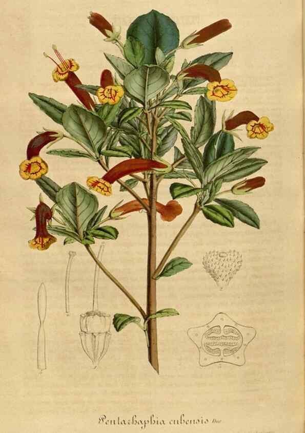 Reproducción/Reproduction 49491850123: Flore des serres et des jardins de l'Europe. A Gand :chez Louis van Houtte, eÌditeur,1845-1880.. 