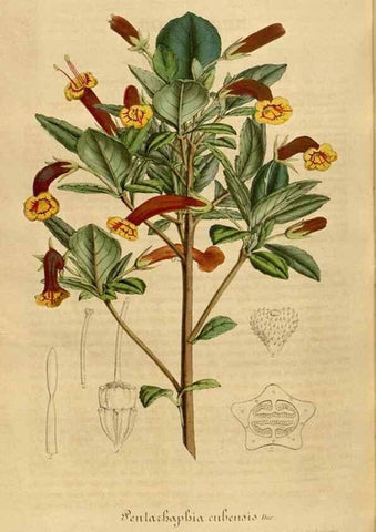 Reproducción/Reproduction 49491850123: Flore des serres et des jardins de l'Europe. A Gand :chez Louis van Houtte, eÌditeur,1845-1880.. 