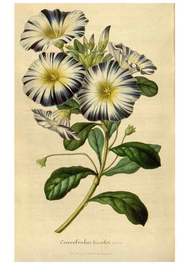 Reproducción/Reproduction 49492561817: Flore des serres et des jardins de l'Europe. A Gand :chez Louis van Houtte, eÌditeur,1845-1880.. 