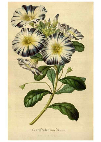 Reproducción/Reproduction 49492561817: Flore des serres et des jardins de l'Europe. A Gand :chez Louis van Houtte, eÌditeur,1845-1880.. 