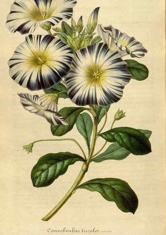 Reproducción/Reproduction 49492561817: Flore des serres et des jardins de l'Europe. A Gand :chez Louis van Houtte, eÌditeur,1845-1880.. 