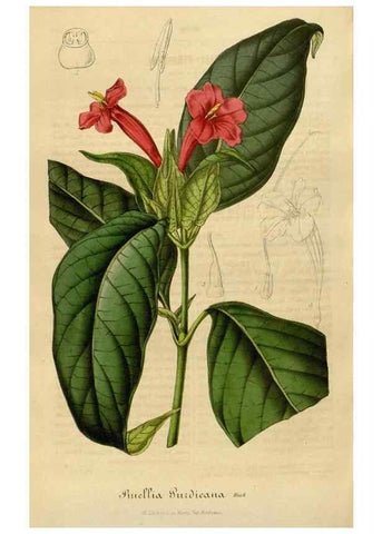 Reproducción/Reproduction 49492562082: Flore des serres et des jardins de l'Europe. A Gand :chez Louis van Houtte, eÌditeur,1845-1880.. 