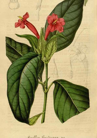 Reproducción/Reproduction 49492562082: Flore des serres et des jardins de l'Europe. A Gand :chez Louis van Houtte, eÌditeur,1845-1880.. 