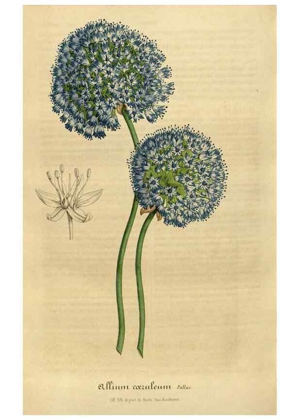 Reproducción/Reproduction 49492352536: Flore des serres et des jardins de l'Europe. A Gand :chez Louis van Houtte, eÌditeur,1845-1880.. 