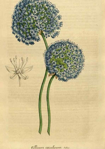 Reproducción/Reproduction 49492352536: Flore des serres et des jardins de l'Europe. A Gand :chez Louis van Houtte, eÌditeur,1845-1880.. 
