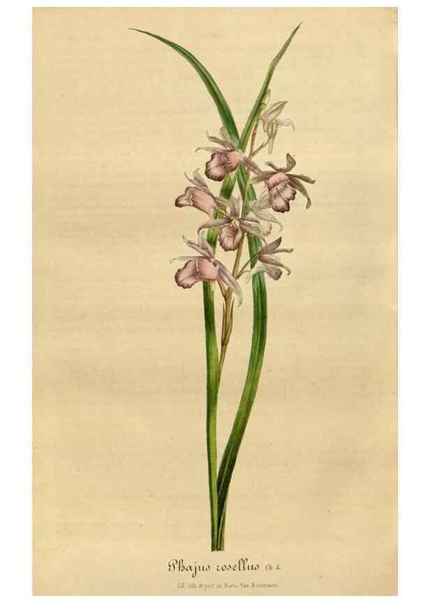 Reproducción/Reproduction 49491851273: Flore des serres et des jardins de l'Europe. A Gand :chez Louis van Houtte, eÌditeur,1845-1880.. 