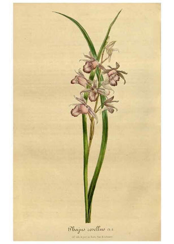 Reproducción/Reproduction 49491851273: Flore des serres et des jardins de l'Europe. A Gand :chez Louis van Houtte, eÌditeur,1845-1880.. 