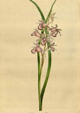 Reproducción/Reproduction 49491851273: Flore des serres et des jardins de l'Europe. A Gand :chez Louis van Houtte, eÌditeur,1845-1880.. 