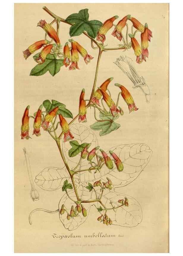 Reproducción/Reproduction 49491851593: Flore des serres et des jardins de l'Europe. A Gand :chez Louis van Houtte, eÌditeur,1845-1880.. 