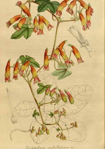 Reproducción/Reproduction 49491851593: Flore des serres et des jardins de l'Europe. A Gand :chez Louis van Houtte, eÌditeur,1845-1880.. 