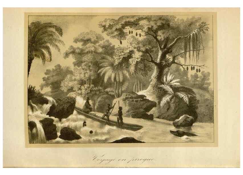Reproducción/Reproduction 49491851768: Flore des serres et des jardins de l'Europe. A Gand :chez Louis van Houtte, eÌditeur,1845-1880.. 