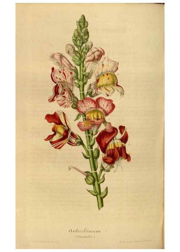 Reproducción/Reproduction 49492592417: Flore des serres et des jardins de l'Europe. A Gand :chez Louis van Houtte, eÌditeur,1845-1880.. 