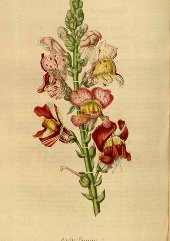 Reproducción/Reproduction 49492592417: Flore des serres et des jardins de l'Europe. A Gand :chez Louis van Houtte, eÌditeur,1845-1880.. 