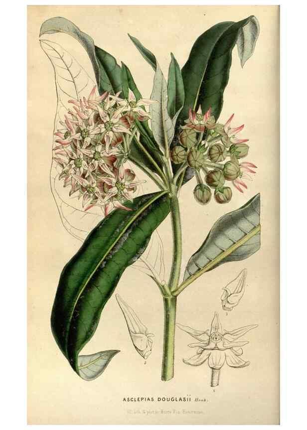 Reproducción/Reproduction 49492852412: Flore des serres et des jardins de l'Europe. A Gand :chez Louis van Houtte, eÌditeur,1845-1880.. 