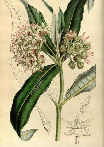Reproducción/Reproduction 49492852412: Flore des serres et des jardins de l'Europe. A Gand :chez Louis van Houtte, eÌditeur,1845-1880.. 