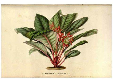 Reproducción/Reproduction 49492852652: Flore des serres et des jardins de l'Europe. A Gand :chez Louis van Houtte, eÌditeur,1845-1880.. 