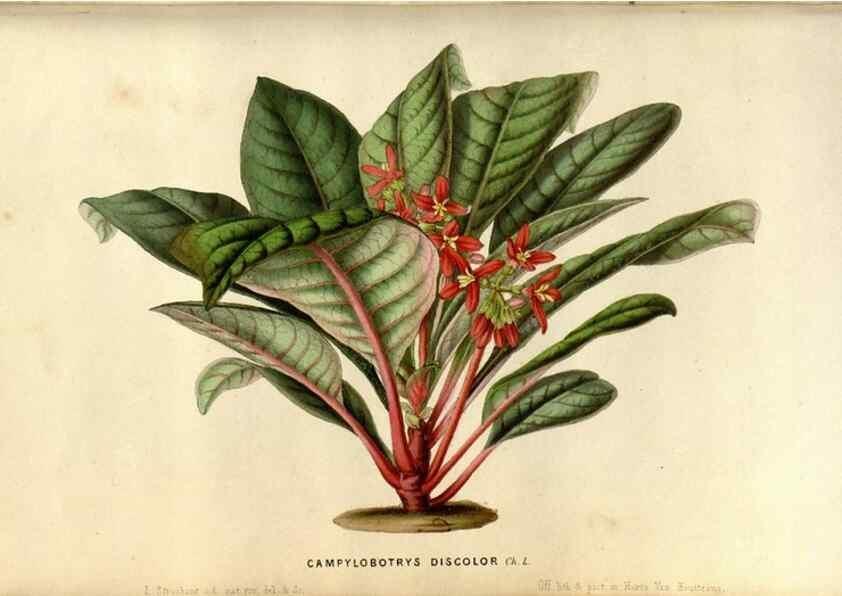 Reproducción/Reproduction 49492852652: Flore des serres et des jardins de l'Europe. A Gand :chez Louis van Houtte, eÌditeur,1845-1880.. 