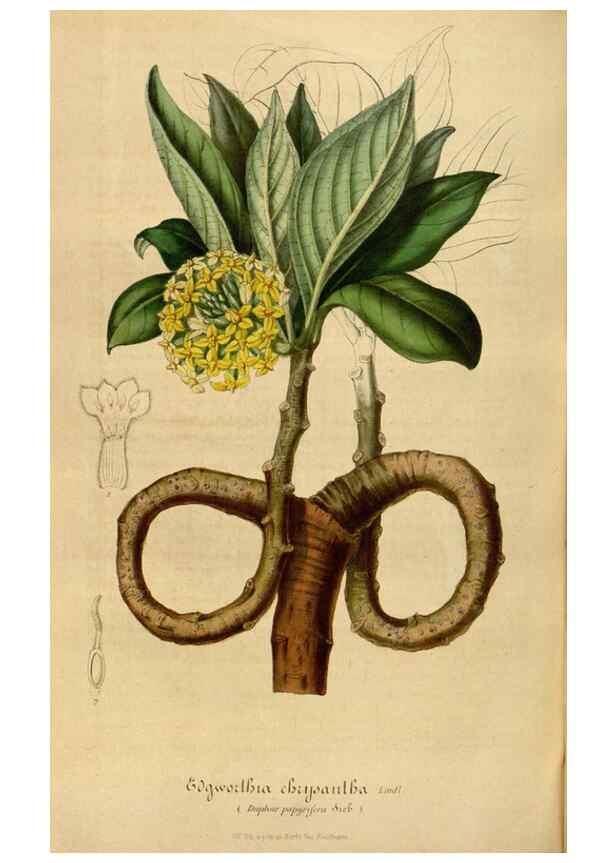 Reproducción/Reproduction 49492559722: Flore des serres et des jardins de l'Europe. A Gand :chez Louis van Houtte, eÌditeur,1845-1880.. 