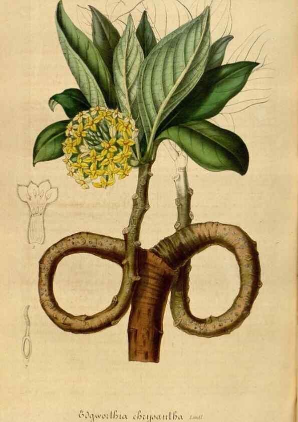 Reproducción/Reproduction 49492559722: Flore des serres et des jardins de l'Europe. A Gand :chez Louis van Houtte, eÌditeur,1845-1880.. 