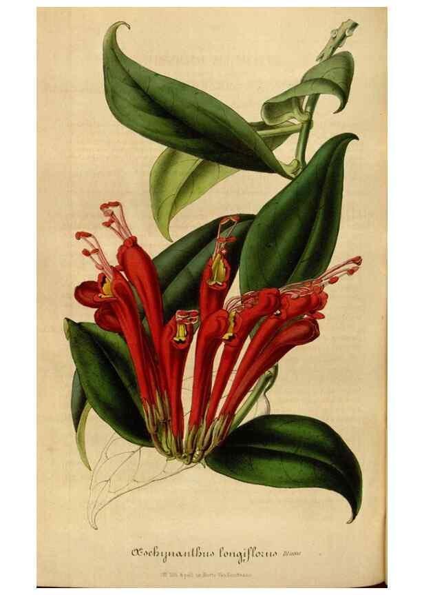 Reproducción/Reproduction 49492349731: Flore des serres et des jardins de l'Europe. A Gand :chez Louis van Houtte, eÌditeur,1845-1880.. 