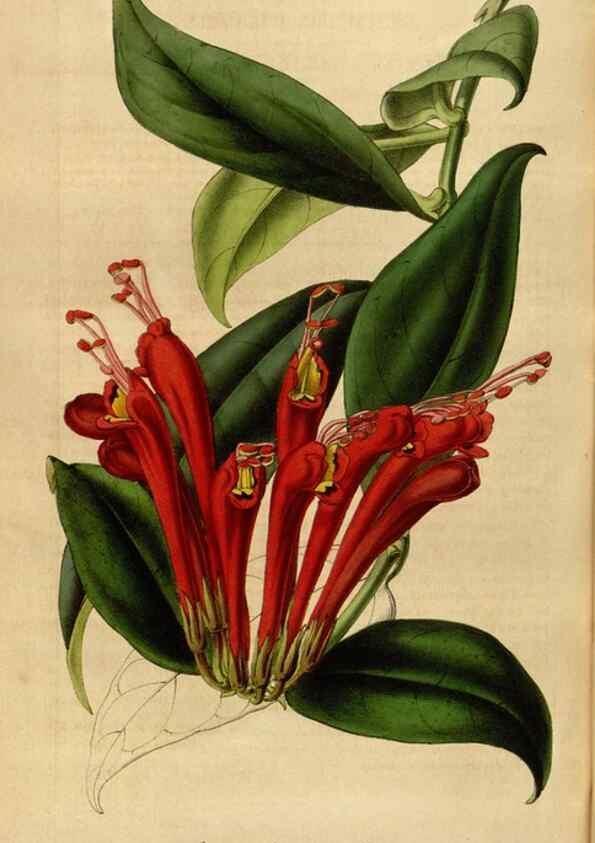 Reproducción/Reproduction 49492349731: Flore des serres et des jardins de l'Europe. A Gand :chez Louis van Houtte, eÌditeur,1845-1880.. 