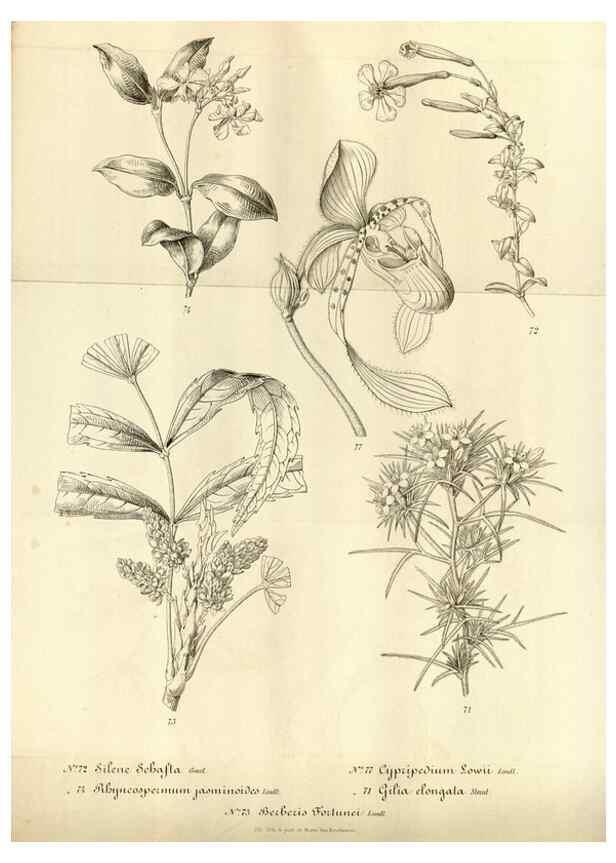 Reproducción/Reproduction 49492559177: Flore des serres et des jardins de l'Europe. A Gand :chez Louis van Houtte, eÌditeur,1845-1880.. 