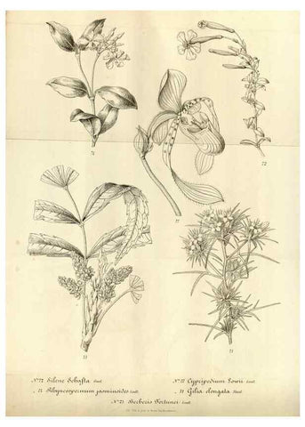 Reproducción/Reproduction 49492559177: Flore des serres et des jardins de l'Europe. A Gand :chez Louis van Houtte, eÌditeur,1845-1880.. 